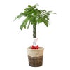 観葉植物 通販 パキラ 8号鉢 ツートーン鉢カバー付 観葉植物 本物