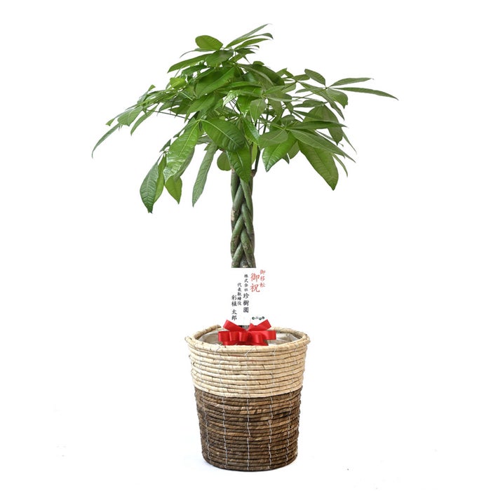 観葉植物 通販 パキラ 8号鉢 ツートーン鉢カバー付 観葉植物 本物