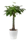 観葉植物 通販 パキラ 8号鉢 ガルボ鉢カバー付 観葉植物 本物