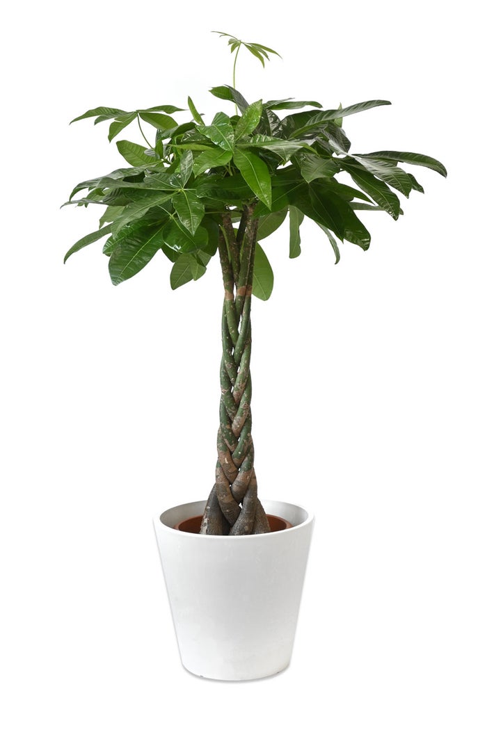 観葉植物 通販 パキラ 8号鉢 ガルボ鉢カバー付 観葉植物 本物