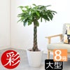 観葉植物 通販 パキラ 8号鉢 ガルボ鉢カバー付 観葉植物 本物