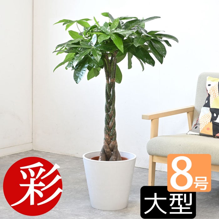 観葉植物 通販 パキラ 8号鉢 ガルボ鉢カバー付 観葉植物 本物