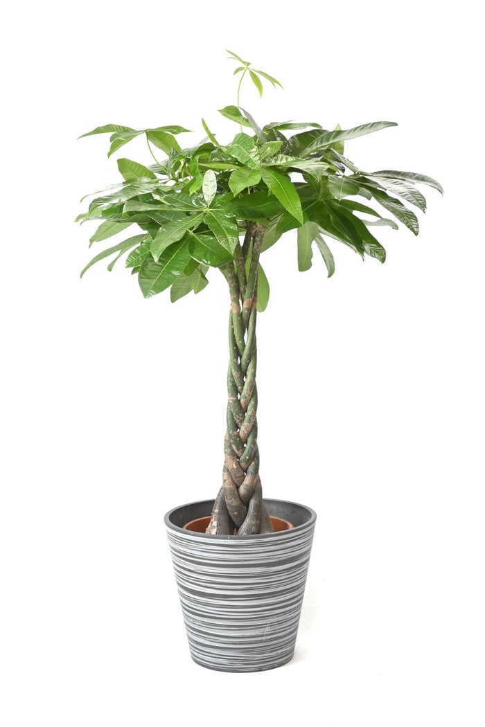 観葉植物 通販 パキラ 8号鉢 エコフレンドリーポット鉢カバー付 観葉植物 本物