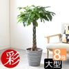 観葉植物 通販 パキラ 8号鉢 エコフレンドリーポット鉢カバー付 観葉植物 本物