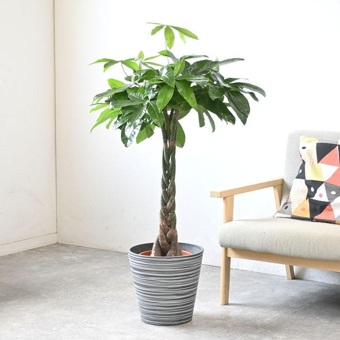 観葉植物 通販 パキラ 8号鉢 エコフレンドリーポット鉢カバー付 観葉植物 本物