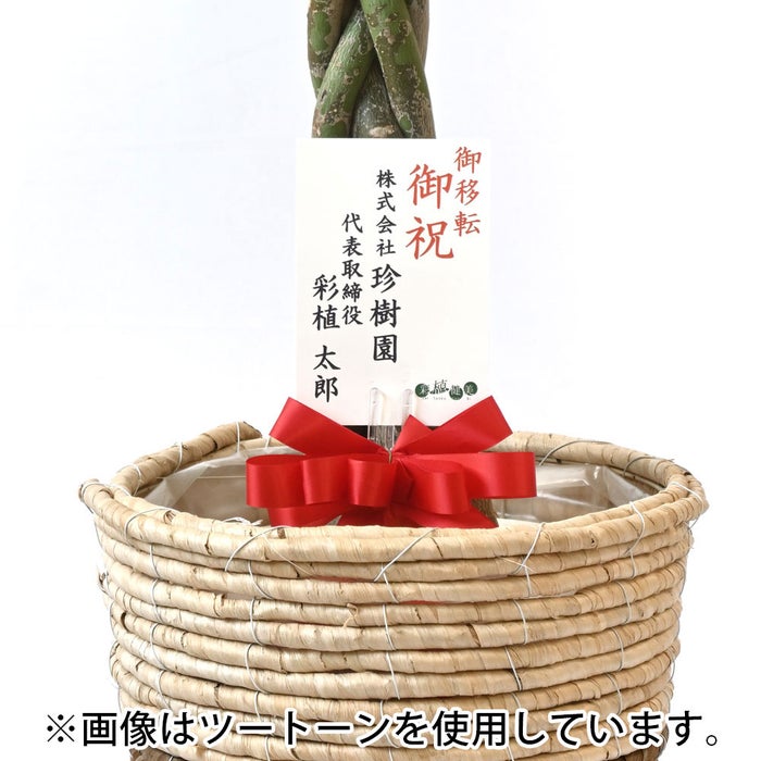 観葉植物 通販 パキラ 8号鉢 エコフレンドリーポット鉢カバー付 観葉植物 本物
