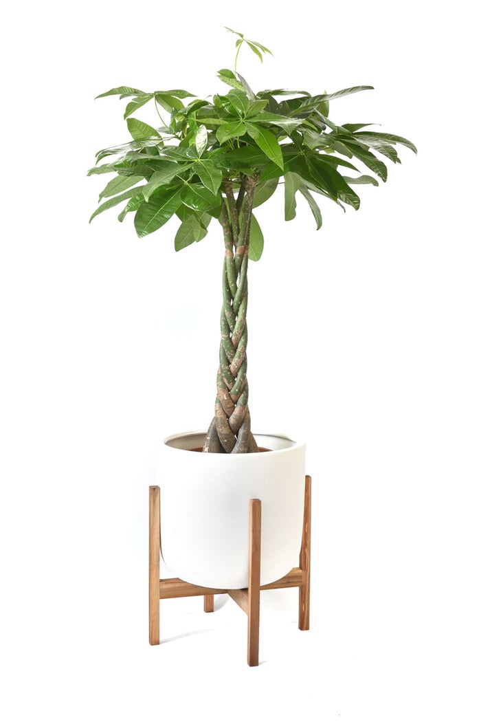 観葉植物 通販 パキラ 8号鉢 ルーケト鉢カバー付 観葉植物 本物