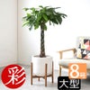 観葉植物 通販 パキラ 8号鉢 ルーケト鉢カバー付 観葉植物 本物