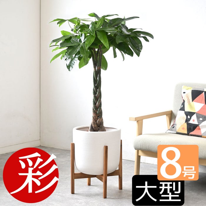 観葉植物 通販 パキラ 8号鉢 ルーケト鉢カバー付 観葉植物 本物