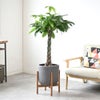 観葉植物 通販 パキラ 8号鉢 ルーケト鉢カバー付 観葉植物 本物