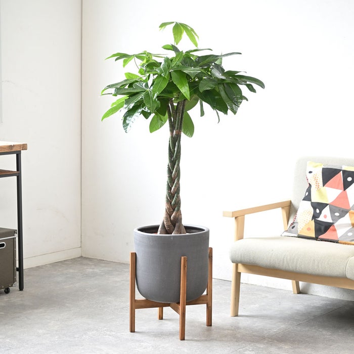 観葉植物 通販 パキラ 8号鉢 ルーケト鉢カバー付 観葉植物 本物