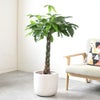 観葉植物 通販 パキラ 8号鉢 ルーケト鉢カバー付 観葉植物 本物