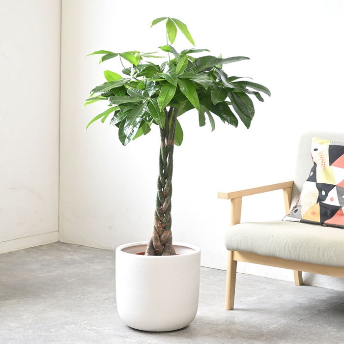 観葉植物 通販 パキラ 8号鉢 ルーケト鉢カバー付 観葉植物 本物