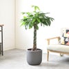 観葉植物 通販 パキラ 8号鉢 ルーケト鉢カバー付 観葉植物 本物