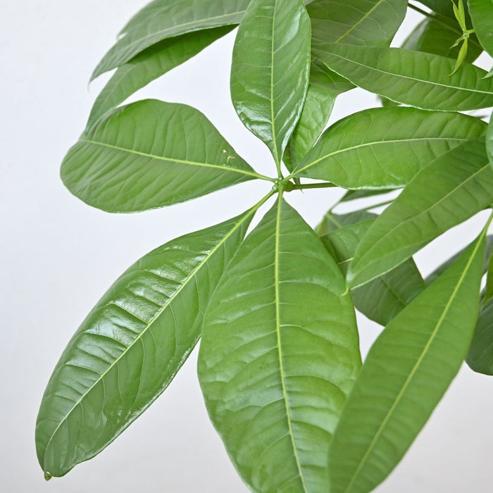 観葉植物 通販 パキラ 8号鉢 ルーケト鉢カバー付 観葉植物 本物