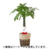 観葉植物 通販 パキラ 8号鉢 ルーケト鉢カバー付 観葉植物 本物