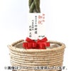 観葉植物 通販 パキラ 8号鉢 ルーケト鉢カバー付 観葉植物 本物