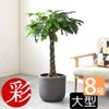 観葉植物 通販 パキラ 8号鉢 ルーケト鉢カバー付 観葉植物 本物