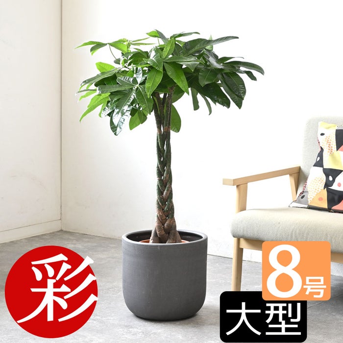 観葉植物 通販 パキラ 8号鉢 ルーケト鉢カバー付 観葉植物 本物