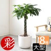 観葉植物 通販 パキラ 8号鉢 ルーケト鉢カバー付 観葉植物 本物