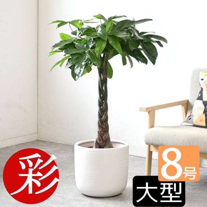 観葉植物 通販 パキラ 8号鉢 ルーケト鉢カバー付 観葉植物 本物