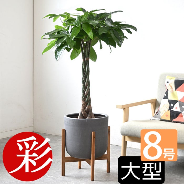 観葉植物 通販 パキラ 8号鉢 ルーケト鉢カバー付 観葉植物 本物