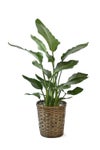 観葉植物 通販 ストレリチア・オーガスタ 8号鉢 キャラメルブラウン鉢カバー付 観葉植物 本物