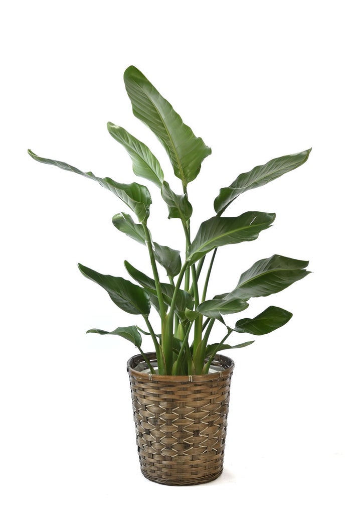 観葉植物 通販 ストレリチア・オーガスタ 8号鉢 キャラメルブラウン鉢カバー付 観葉植物 本物