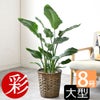 観葉植物 通販 ストレリチア・オーガスタ 8号鉢 キャラメルブラウン鉢カバー付 観葉植物 本物