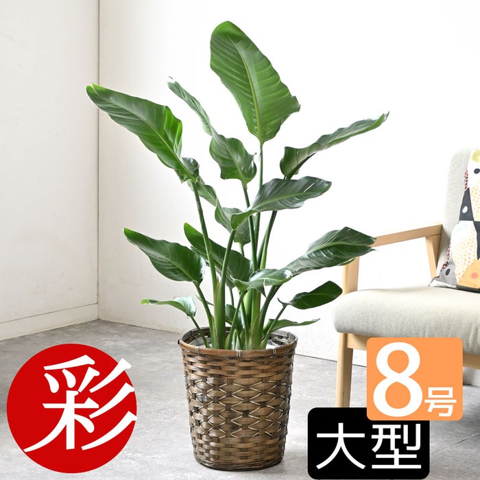 観葉植物 通販 ストレリチア・オーガスタ 8号鉢 キャラメルブラウン鉢カバー付 観葉植物 本物