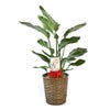 観葉植物 通販 ストレリチア・オーガスタ 8号鉢 キャラメルブラウン鉢カバー付 観葉植物 本物