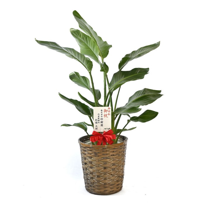 観葉植物 通販 ストレリチア・オーガスタ 8号鉢 キャラメルブラウン鉢カバー付 観葉植物 本物