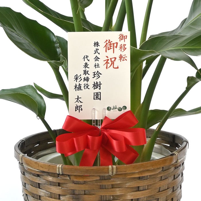 観葉植物 通販 ストレリチア・オーガスタ 8号鉢 キャラメルブラウン鉢カバー付 観葉植物 本物