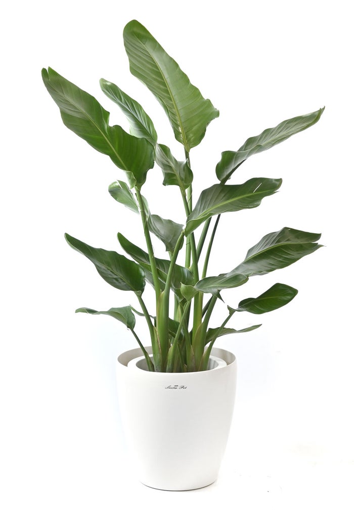 観葉植物 通販 ストレリチア・オーガスタ 8号鉢 ラスター白鉢カバー付 観葉植物 本物