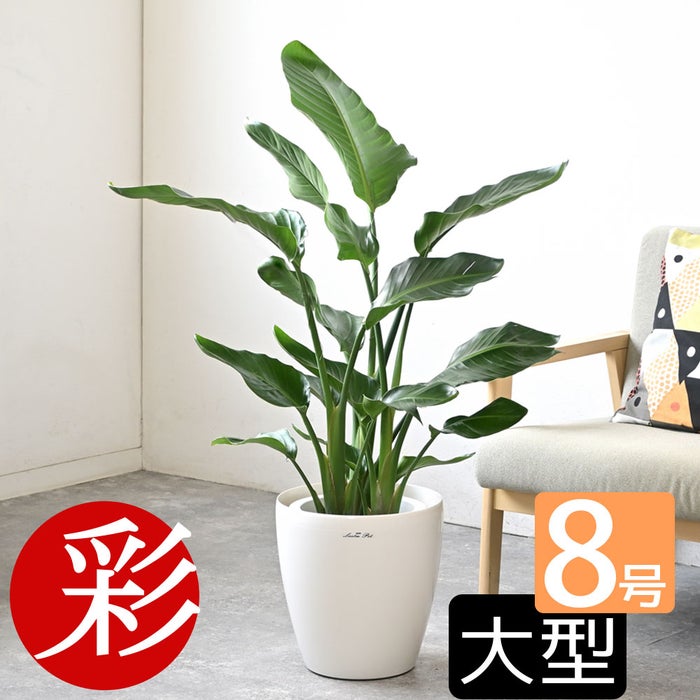 観葉植物 通販 ストレリチア・オーガスタ 8号鉢 ラスター白鉢カバー付 観葉植物 本物