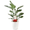 観葉植物 通販 ストレリチア・オーガスタ 8号鉢 ラスター白鉢カバー付 観葉植物 本物