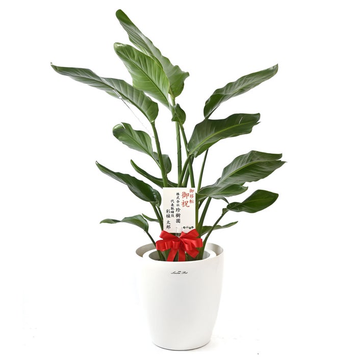 観葉植物 通販 ストレリチア・オーガスタ 8号鉢 ラスター白鉢カバー付 観葉植物 本物