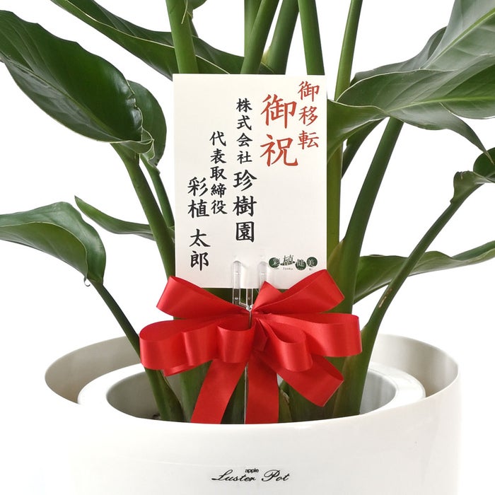 観葉植物 通販 ストレリチア・オーガスタ 8号鉢 ラスター白鉢カバー付 観葉植物 本物