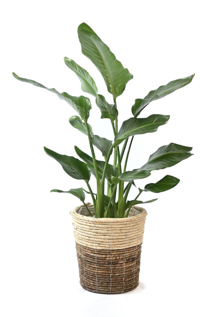 観葉植物 通販 ストレリチア・オーガスタ 8号鉢 ツートーン鉢カバー付 観葉植物 本物
