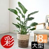 観葉植物 通販 ストレリチア・オーガスタ 8号鉢 ツートーン鉢カバー付 観葉植物 本物