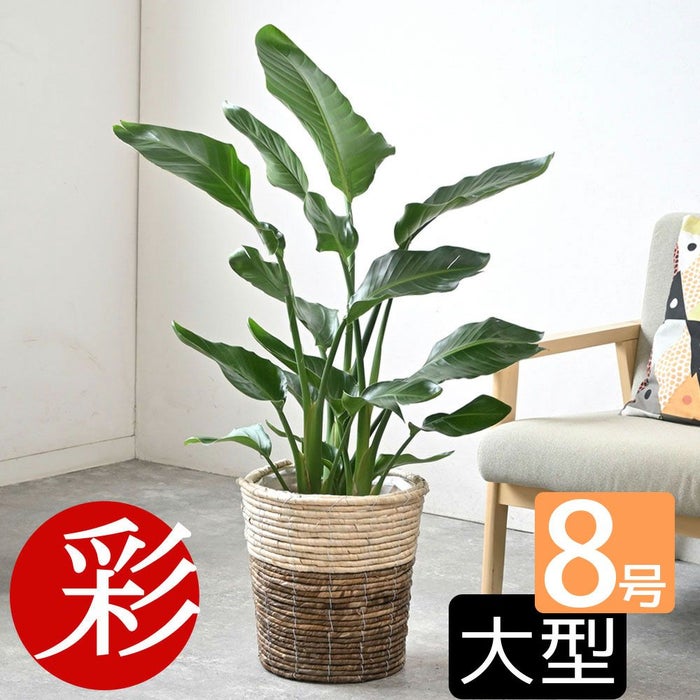 観葉植物 通販 ストレリチア・オーガスタ 8号鉢 ツートーン鉢カバー付 観葉植物 本物