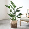 観葉植物 通販 ストレリチア・オーガスタ 8号鉢 ツートーン鉢カバー付 観葉植物 本物