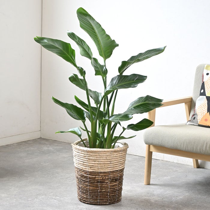 観葉植物 通販 ストレリチア・オーガスタ 8号鉢 ツートーン鉢カバー付 観葉植物 本物