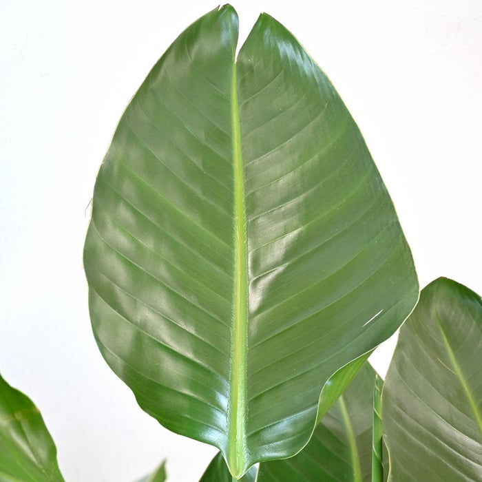 観葉植物 通販 ストレリチア・オーガスタ 8号鉢 ツートーン鉢カバー付 観葉植物 本物