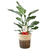 観葉植物 通販 ストレリチア・オーガスタ 8号鉢 ツートーン鉢カバー付 観葉植物 本物