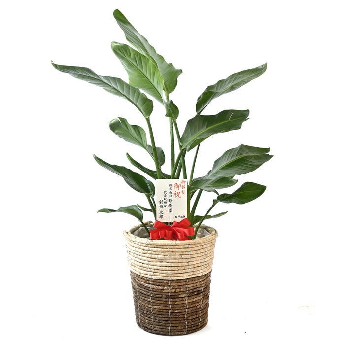 観葉植物 通販 ストレリチア・オーガスタ 8号鉢 ツートーン鉢カバー付 観葉植物 本物