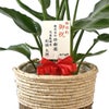 観葉植物 通販 ストレリチア・オーガスタ 8号鉢 ツートーン鉢カバー付 観葉植物 本物