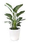 観葉植物 通販 ストレリチア・オーガスタ 8号鉢 ガルボ鉢カバー付 観葉植物 本物