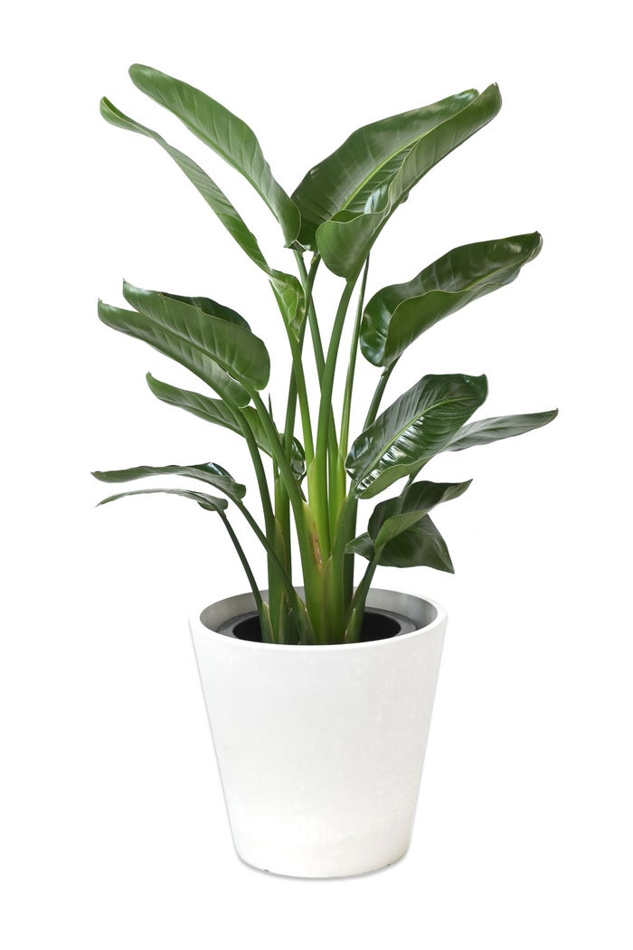 観葉植物 通販 ストレリチア・オーガスタ 8号鉢 ガルボ鉢カバー付 観葉植物 本物