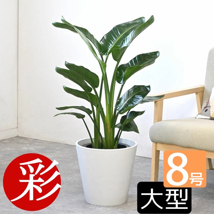 観葉植物 通販 ストレリチア・オーガスタ 8号鉢 ガルボ鉢カバー付 観葉植物 本物